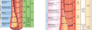 Figure Preparation and Graphic Illustrations