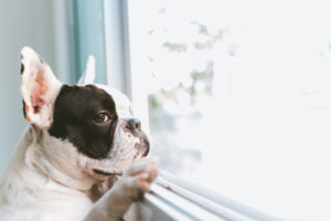 French bulldog looking out the window, presumably waiting for its owner