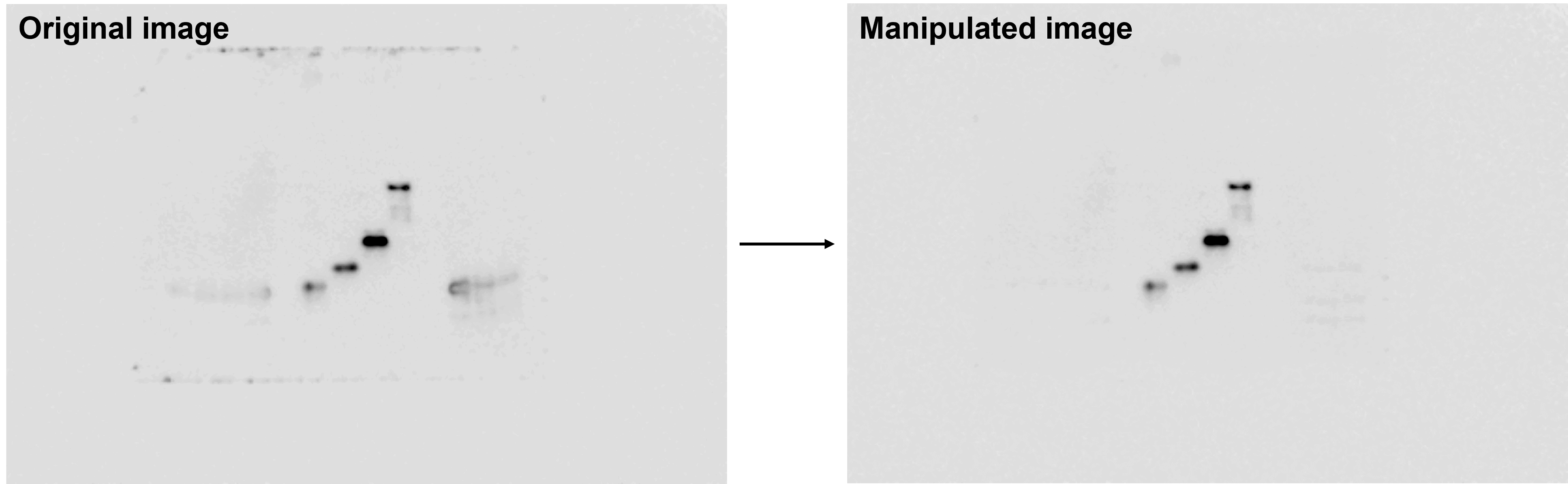 An example of inappropriately erased image data from a western blot