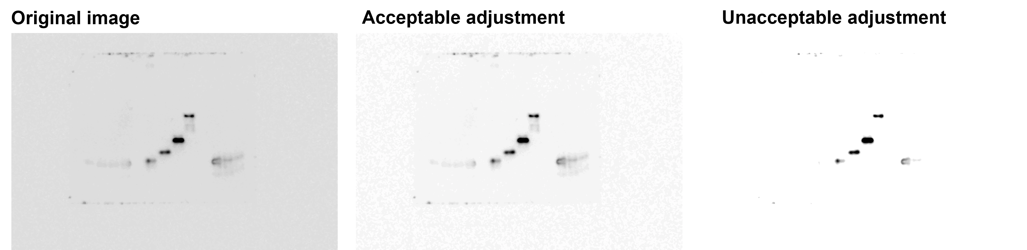 An example of a western blot whose contrast settings have been inappropriately adjusted. 