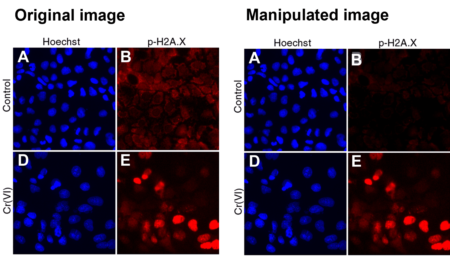 An example of tissue staining images whose exposure levels have not been adjusted uniformly.
