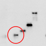 Featured image showing a manipulated western blot