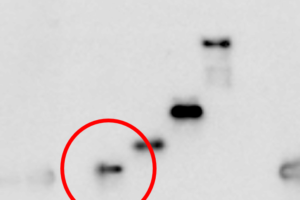 Featured image showing a manipulated western blot